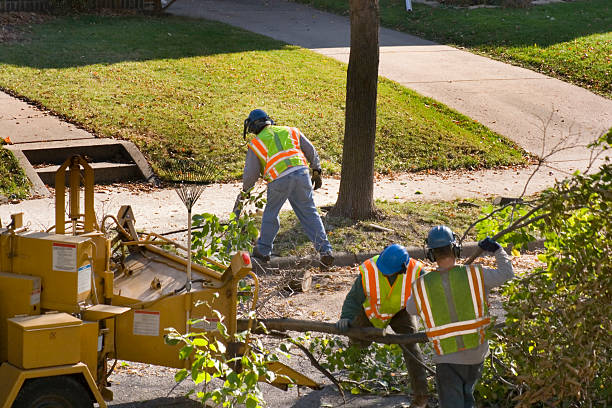 Best Professional Tree Care  in , GA